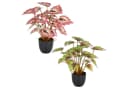 Creativ green Kunstpflanze Begonia rex 2er Set Grün/Bunt Bild 2