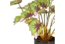 Creativ green Kunstpflanze Begonia rex 2er Set Grün/Bunt Bild 3