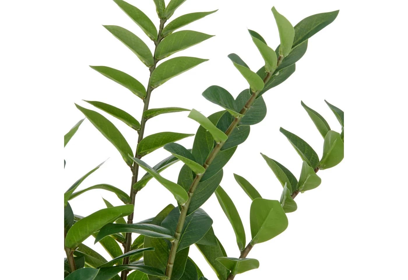 Creativ green Kunstpflanze Zamifolia Grün 70 cm - Bild 1