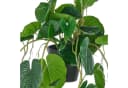 Creativ green Kunstpflanze Hängende Peperomia caperata Grün Bild 1