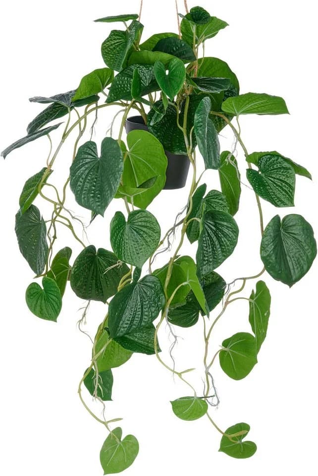 Creativ green Kunstpflanze Hängende Peperomia caperata Grün - Bild 2