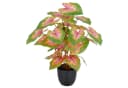 Creativ Green Kunstpflanze Caladium Grün-Rosa 40 cm Bild 2