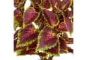 Creativ green Kunstpflanze Coleus Kong red mit Luftwurzeln Bild 1