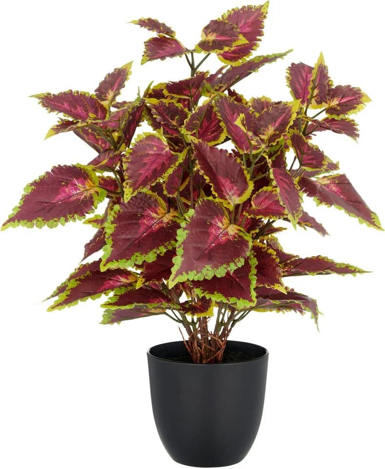 Creativ green Kunstpflanze Coleus Kong red mit Luftwurzeln - Bild 2