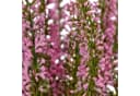 Creativ Green Kunstpflanze Heidepflanze Rosa Kunststoff Bild 3