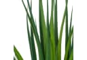 Creativ green Kunstpflanze Yucca gloriosa Grün mit schwarzer Schale Bild 1
