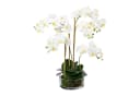 Kunstorchidee Phalaenopsis 60cm Weiß Gasper Bild 1