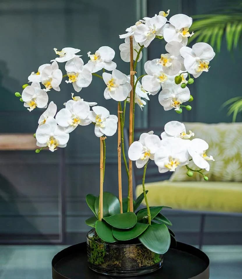 Kunstorchidee Phalaenopsis 60cm Weiß Gasper - Bild 2