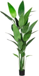 Künstliche Zimmerpflanze Wassercanna Creativ green Bild 2