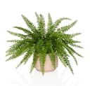 Kunstpflanze Proliferum Kunststoff Boston Farn 40 cm hjh OFFICE Bild 3