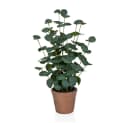 Kunstpflanze Eukalyptus Kunststoff 48 cm hjh OFFICE Bild 2
