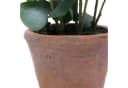 Kunstpflanze Eukalyptus Kunststoff 48 cm hjh OFFICE Bild 5