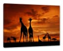 Pixxprint Leinwandbild Giraffen im Sonnenuntergang Bunt Bild 2