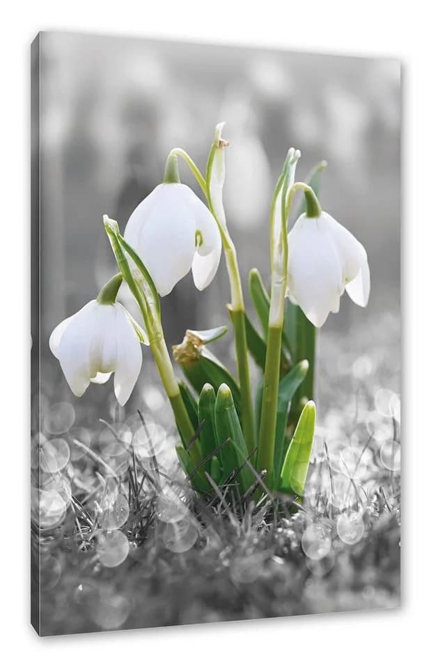 Pixxprint Leinwandbild Schneeglöckchen im Morgentau Bunt - Bild 2