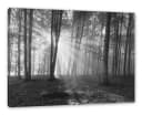 Pixxprint Leinwandbild Wald mit Sonnenstrahlen Bunt Bild 2