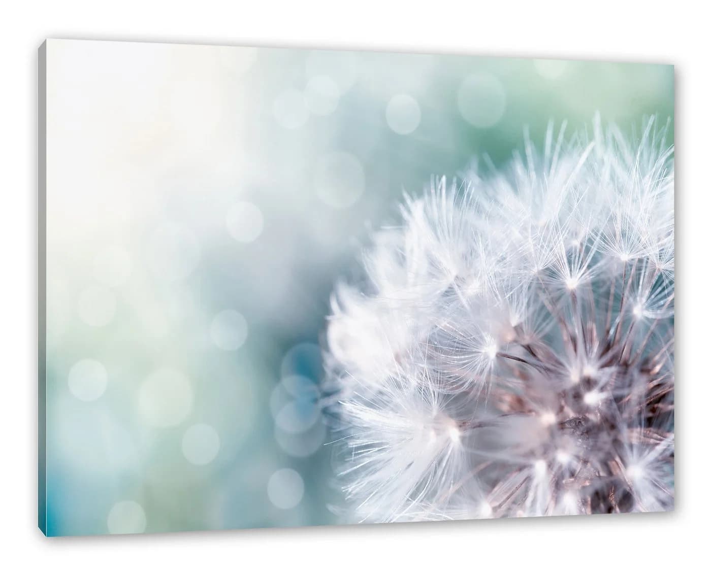 Pixxprint Leinwandbild Zauberhafte Pusteblume Bunt - Bild 2