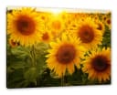 Pixxprint Leinwandbild Sonnenblumen auf dem Feld Bunt Gelb Bild 2