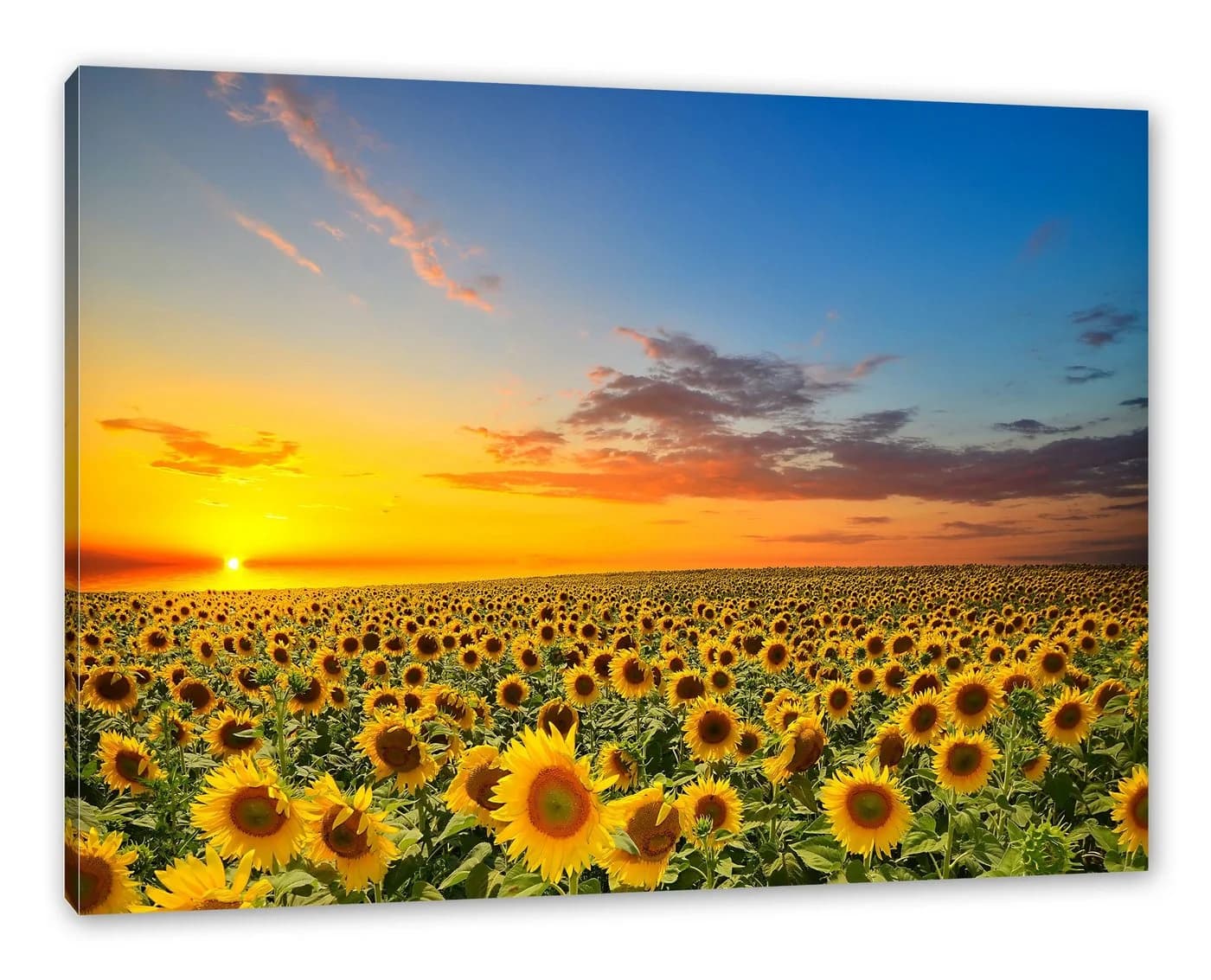 Pixxprint Leinwandbild Sonnenuntergang Sonnenblumen Bunt - Bild 2