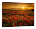 Pixxprint Leinwandbild Mohnblütenfeld bei Sonnenuntergang Bunt Bild 2