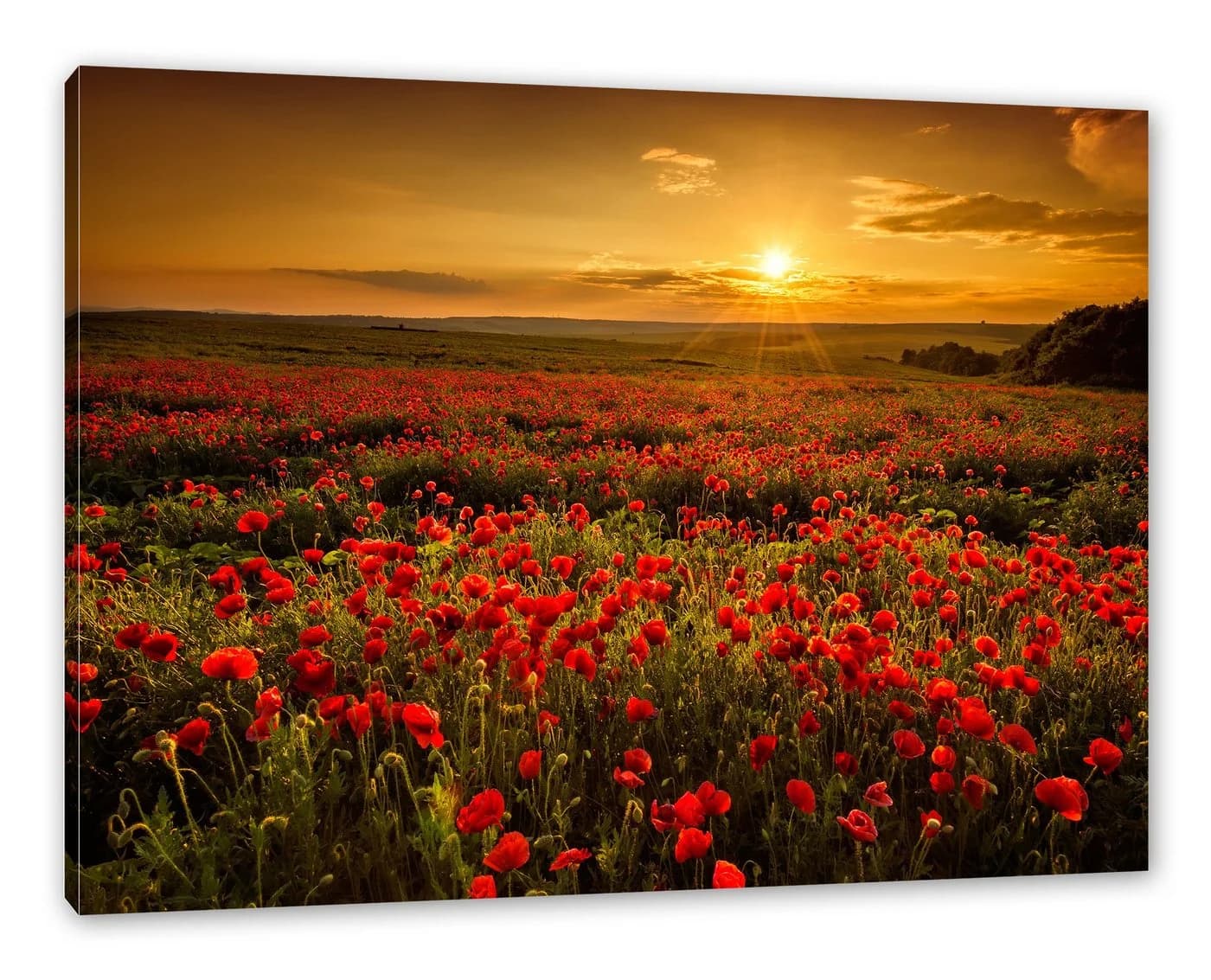 Pixxprint Leinwandbild Mohnblütenfeld bei Sonnenuntergang Bunt - Bild 2