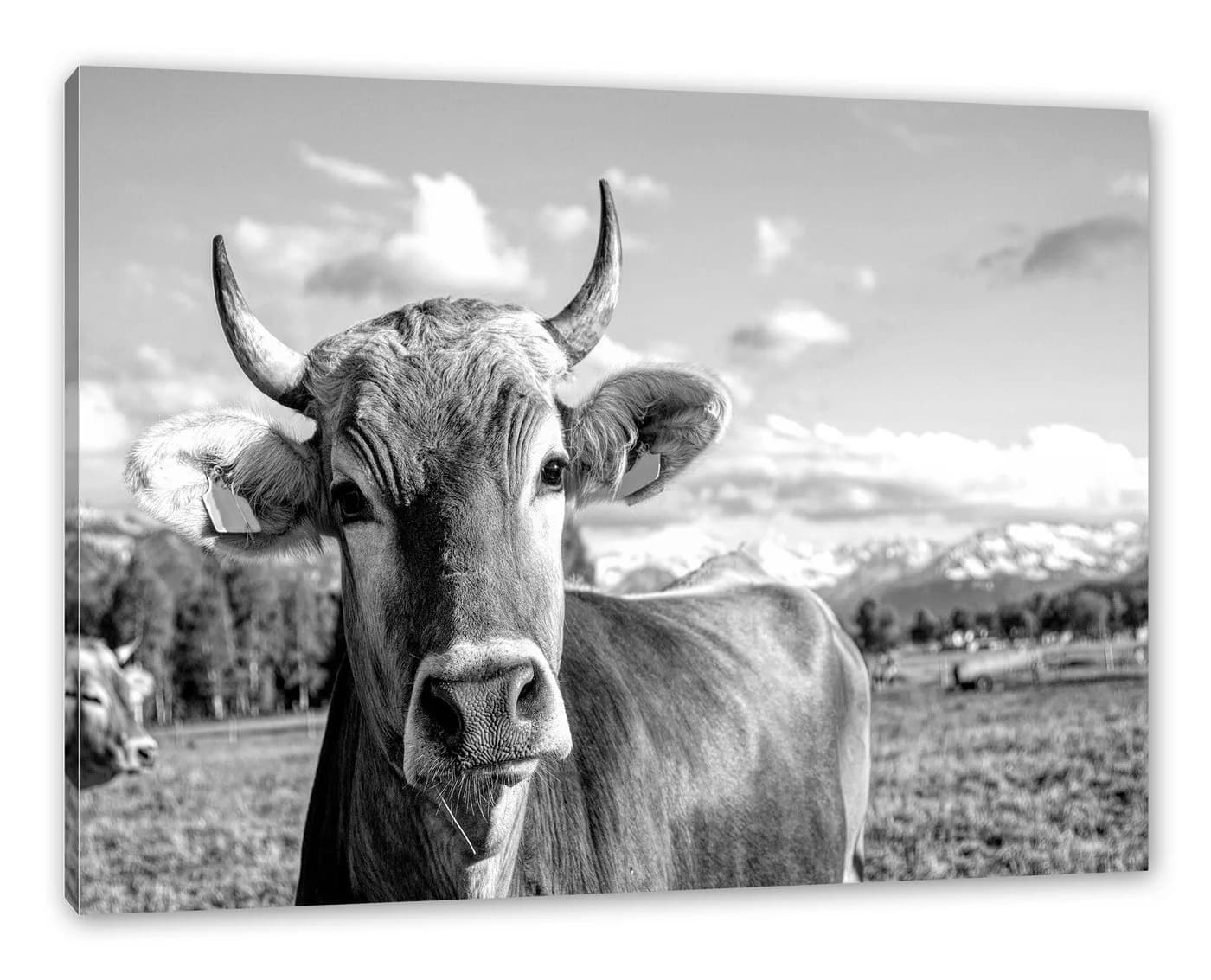 Pixxprint Leinwandbild Neugierige Kuh Allgäu Monochrome - Bild 2