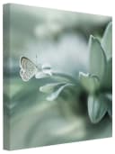Bilderdepot24 Leinwandbild Blumen Modern Natur Schmetterling pastell XXL Bild 2