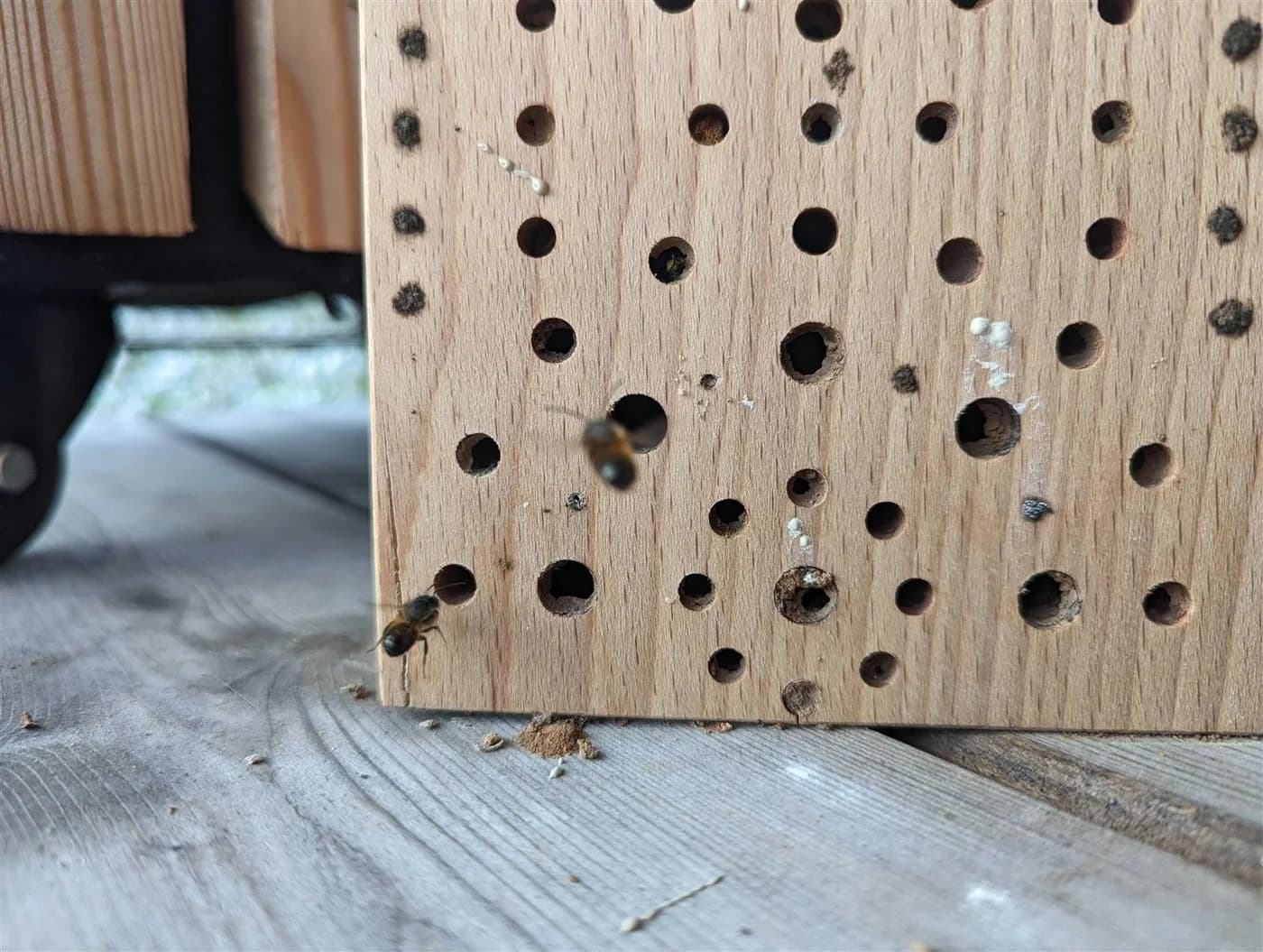 Holz Frank Nistkasten Insektenhotel aus Ahornholz – Nistholz für Wildbienen
