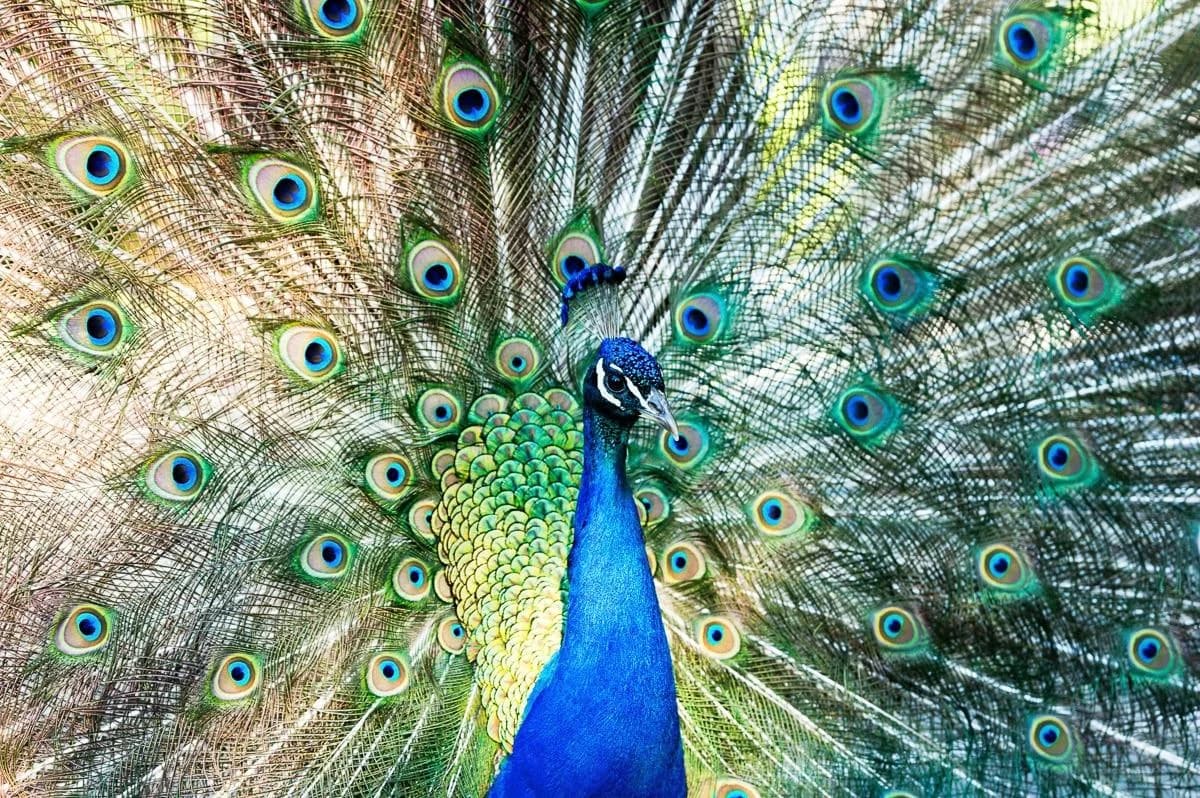 PAPERMOON Fototapete Pfau Vlies Bunt