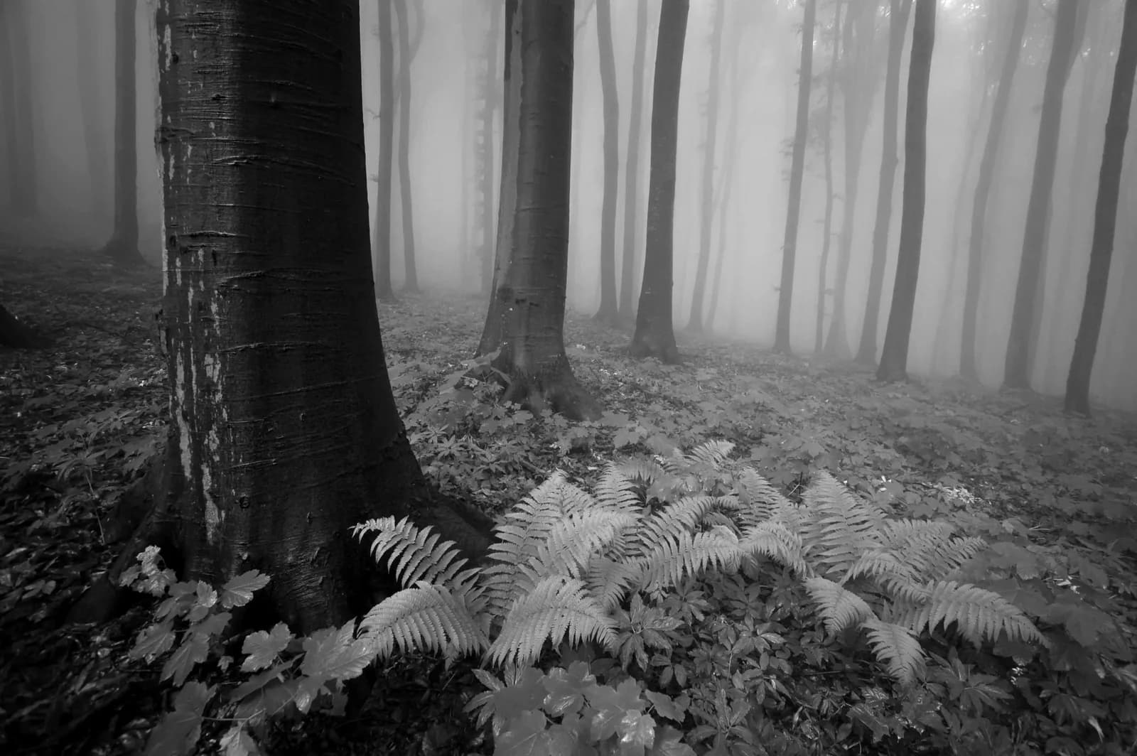 Fototapete PAPERMOON Wald Schwarz & Weiß Vlies 3,5x2,6m