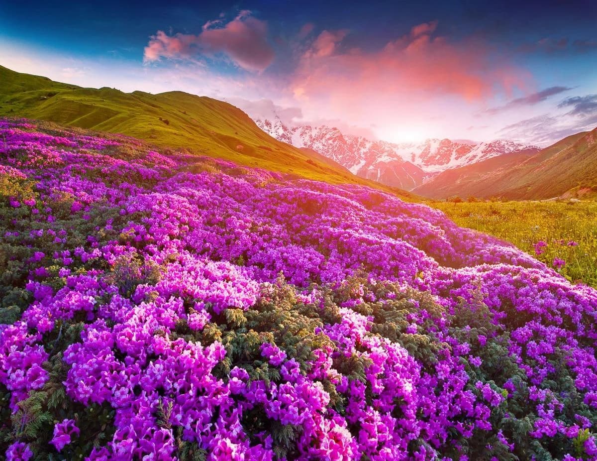 Fototapete PAPERMOON Berge Blumen Vlies bunt 4,5x2,8m