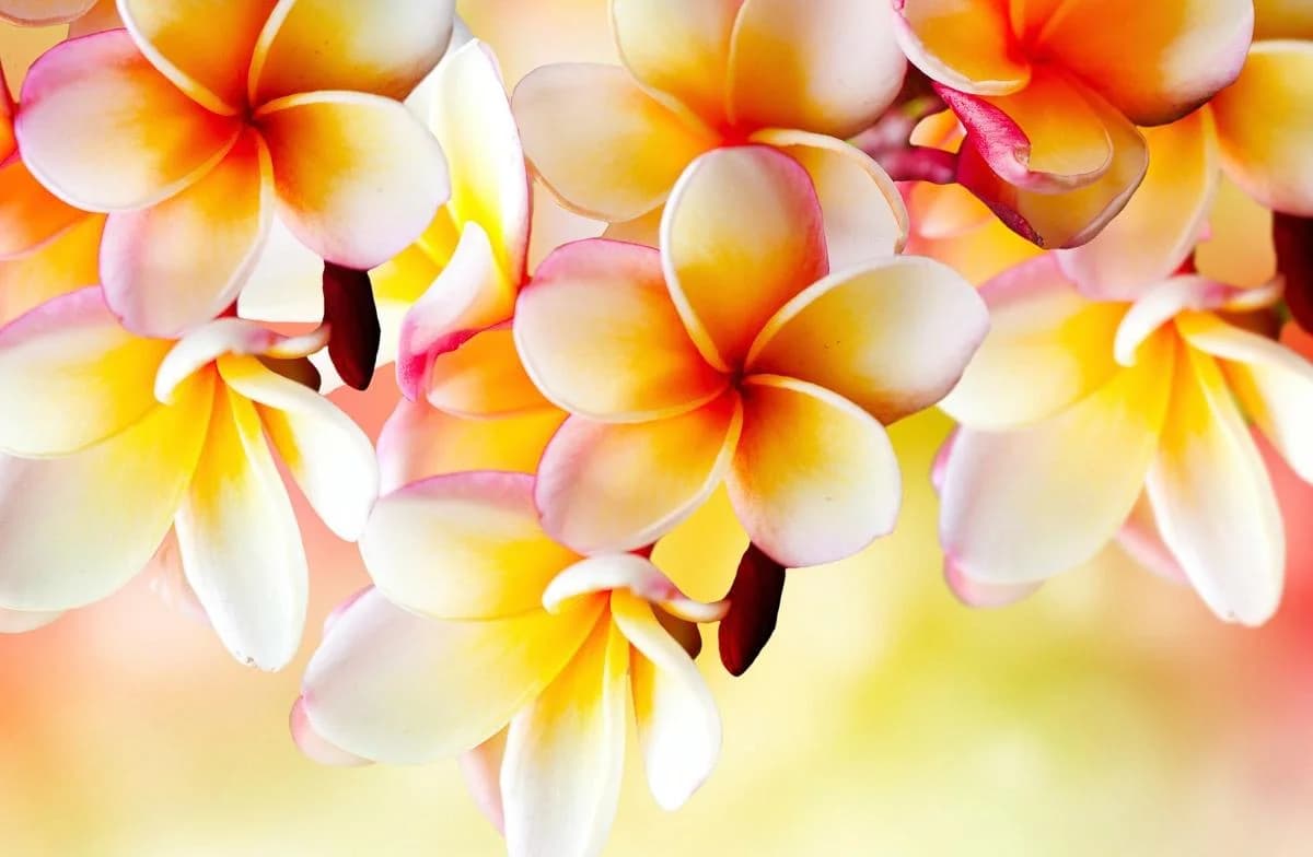 PAPERMOON Fototapete Blumen Bunt Vlies Wanddeko