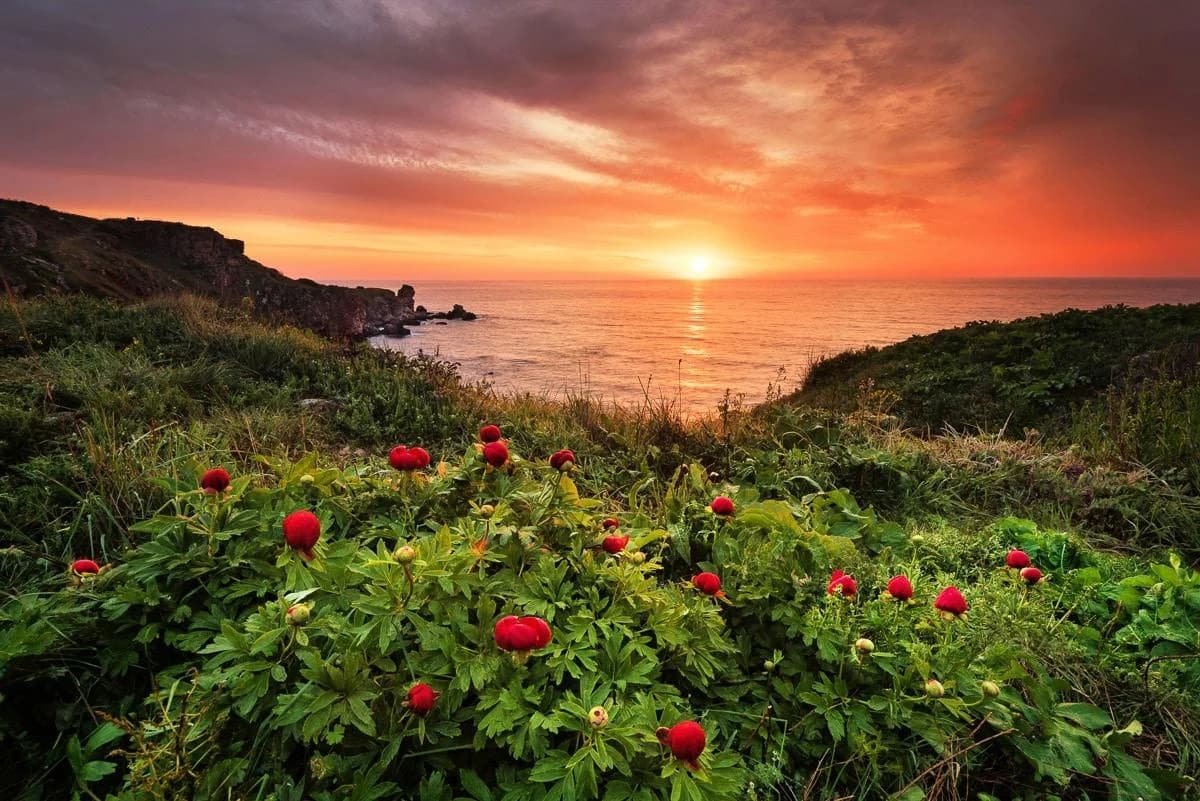 Fototapete PAPERMOON Blumenwiese am Meer - Vliestapete 450x280cm