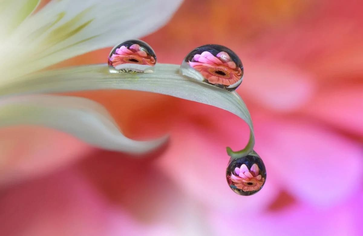 PAPERMOON Fototapete Zen Wassertropfen Blume Makro Vlies Bunt