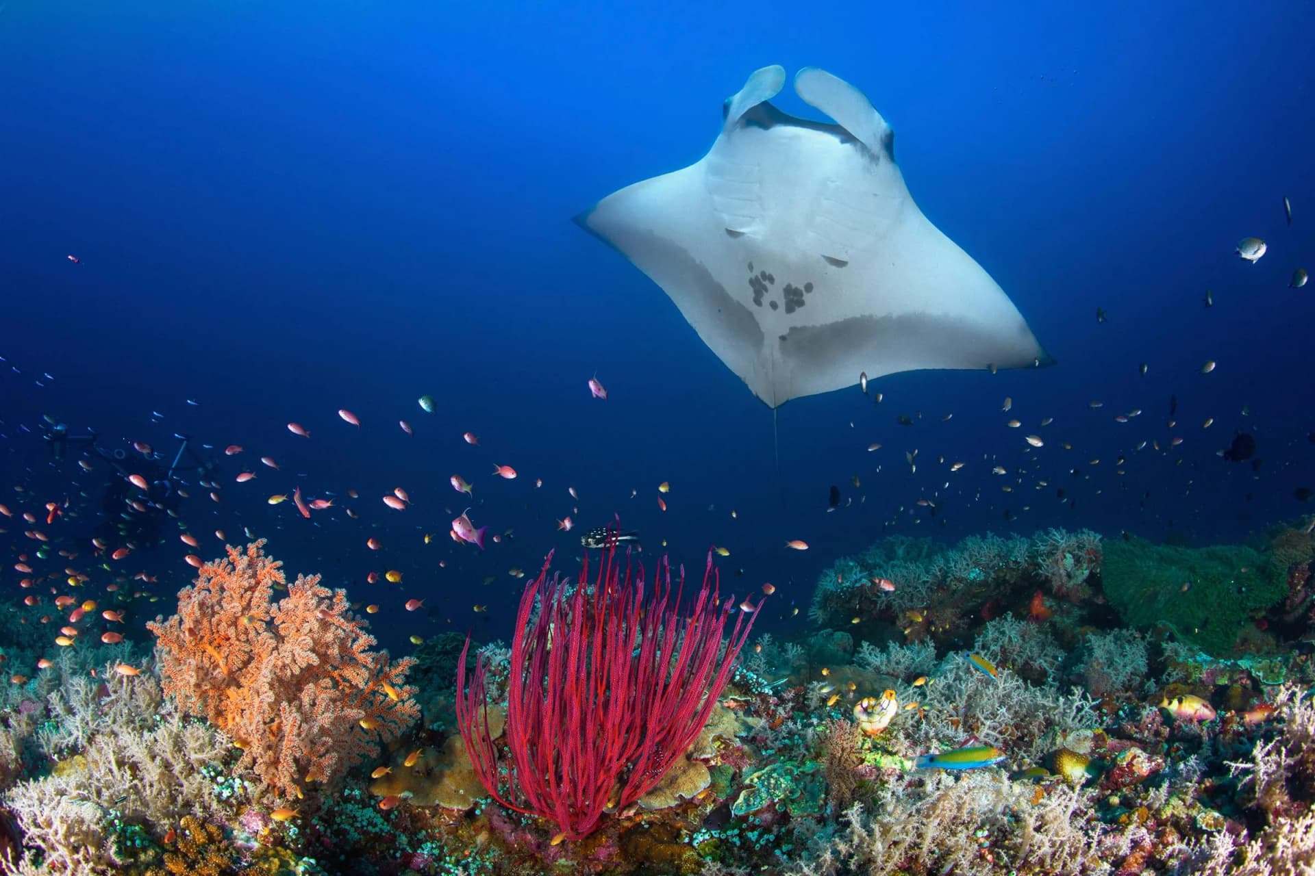 PAPERMOON Fototapete OCEAN MANTA RAY Vlies Bunt