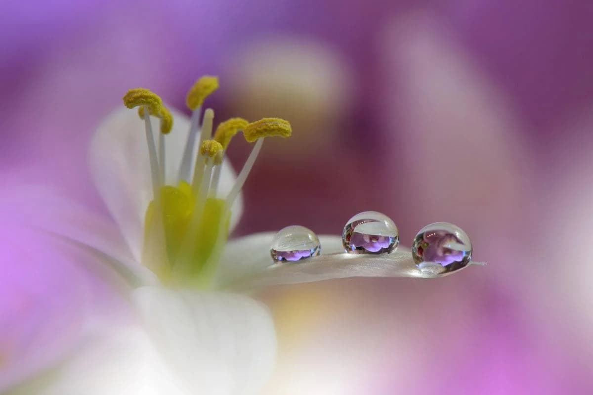 Fototapete PAPERMOON Zen Wassertropfen mit Blume Makro - Vliestapete