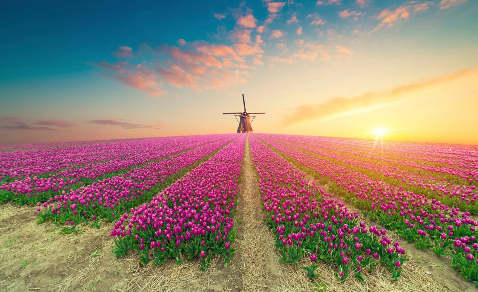PAPERMOON Fototapete Tulpen Natur Blumen Landschaft Bunt Vlies