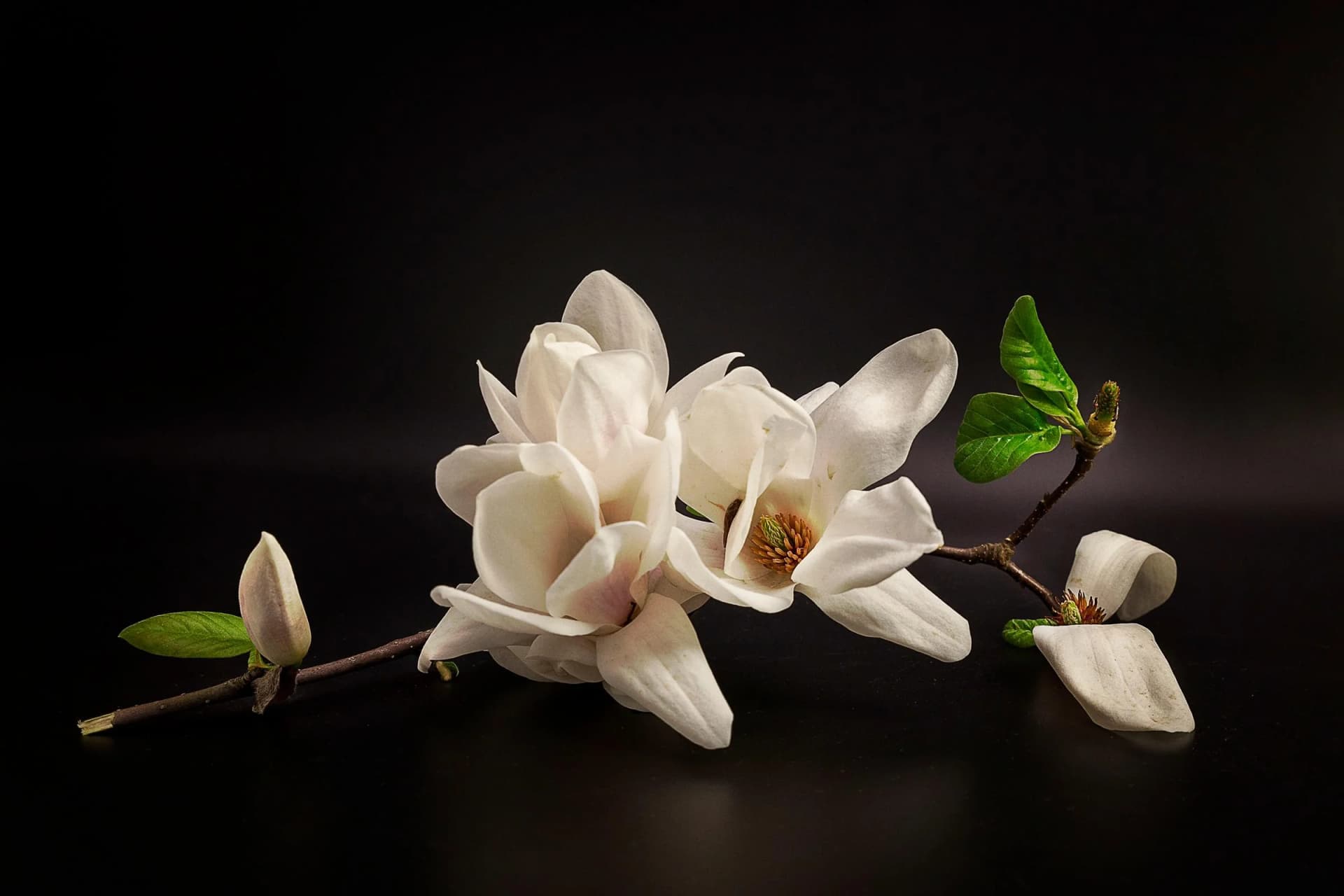PAPERMOON Fototapete Vlies Magnolie Bunt