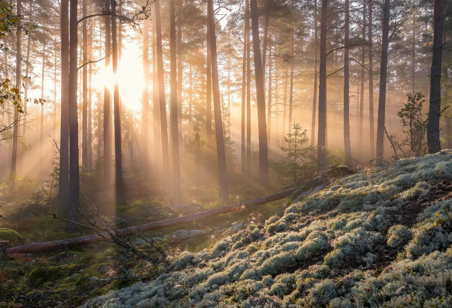 PAPERMOON Fototapete Christian Lindsten Nebel im Wald Vlies