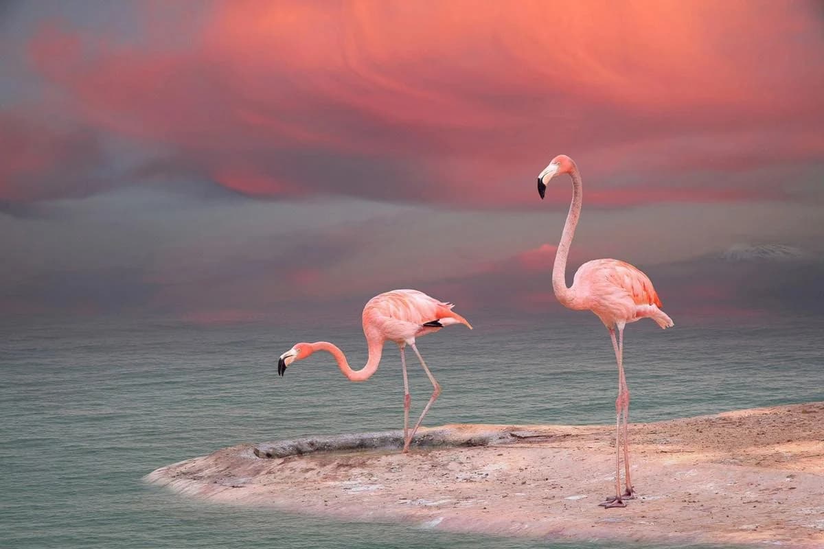 PAPERMOON Fototapete Rosa Flamingos Strand Vlies