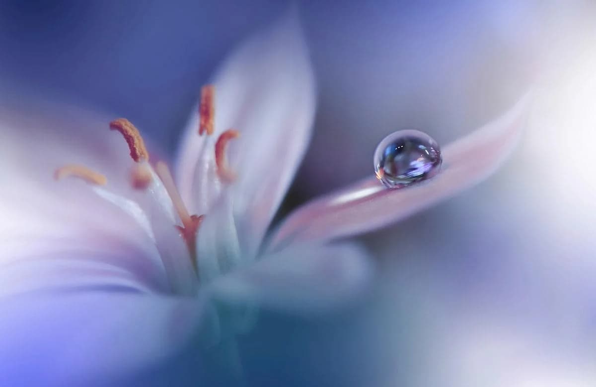 Fototapete PAPERMOON Zen Wassertropfen mit Blume Makro