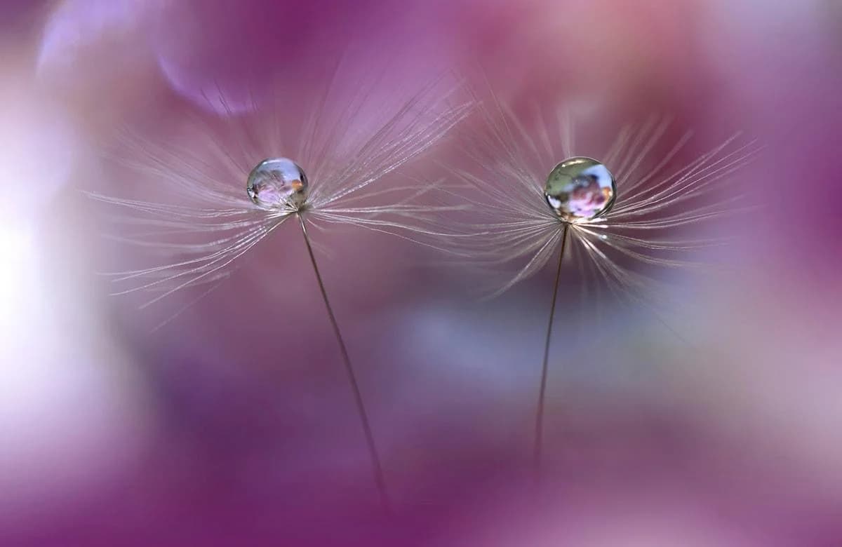 Fototapete PAPERMOON Zen Wassertropfen mit Blume Makro - Vliestapete