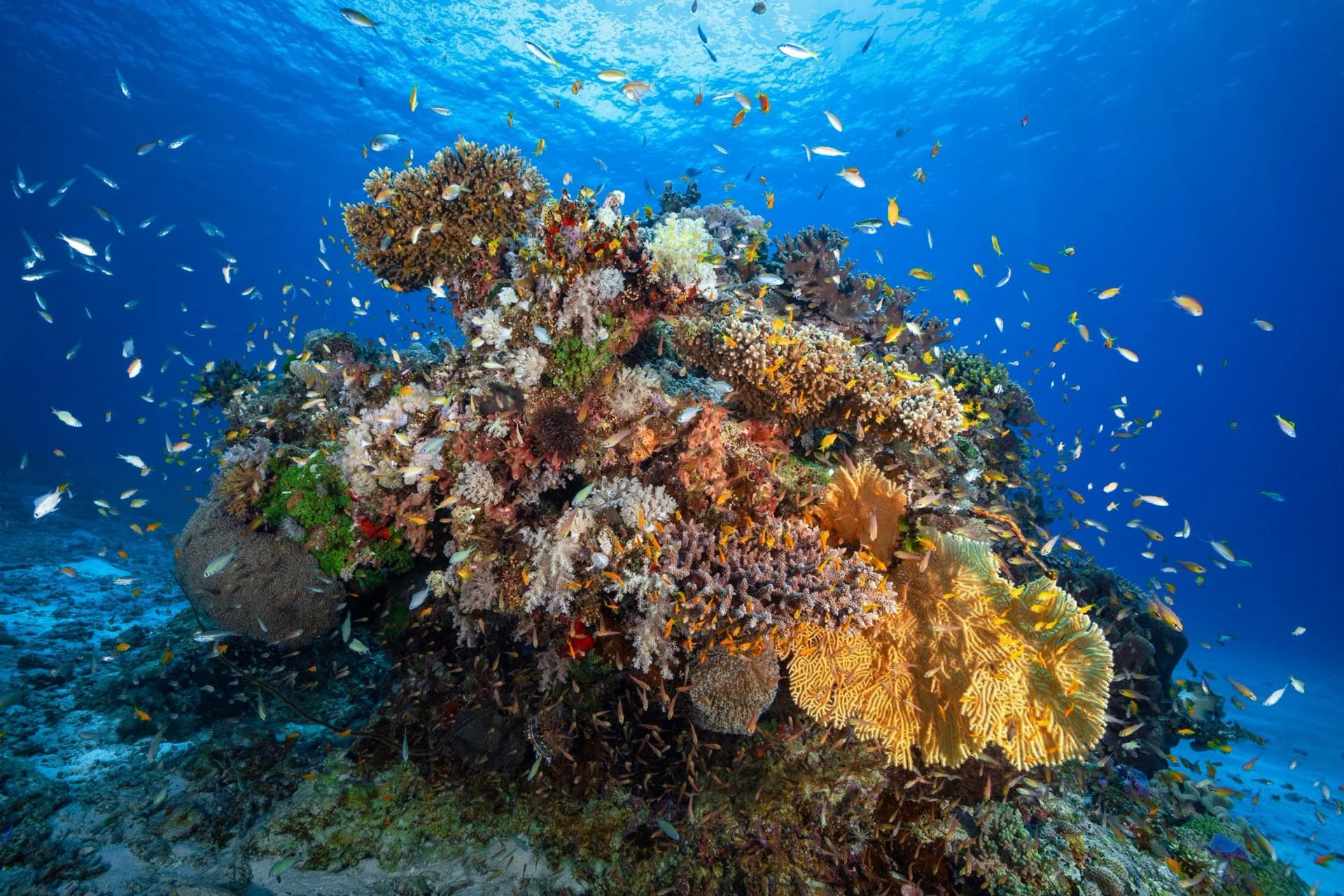 Fototapete PAPERMOON Unterwasser-Biodiversität bunt Vlies