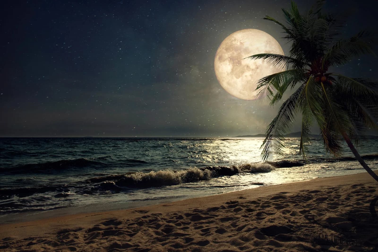 PAPERMOON Fototapete Strand-Natur Palmen Meer Vlies