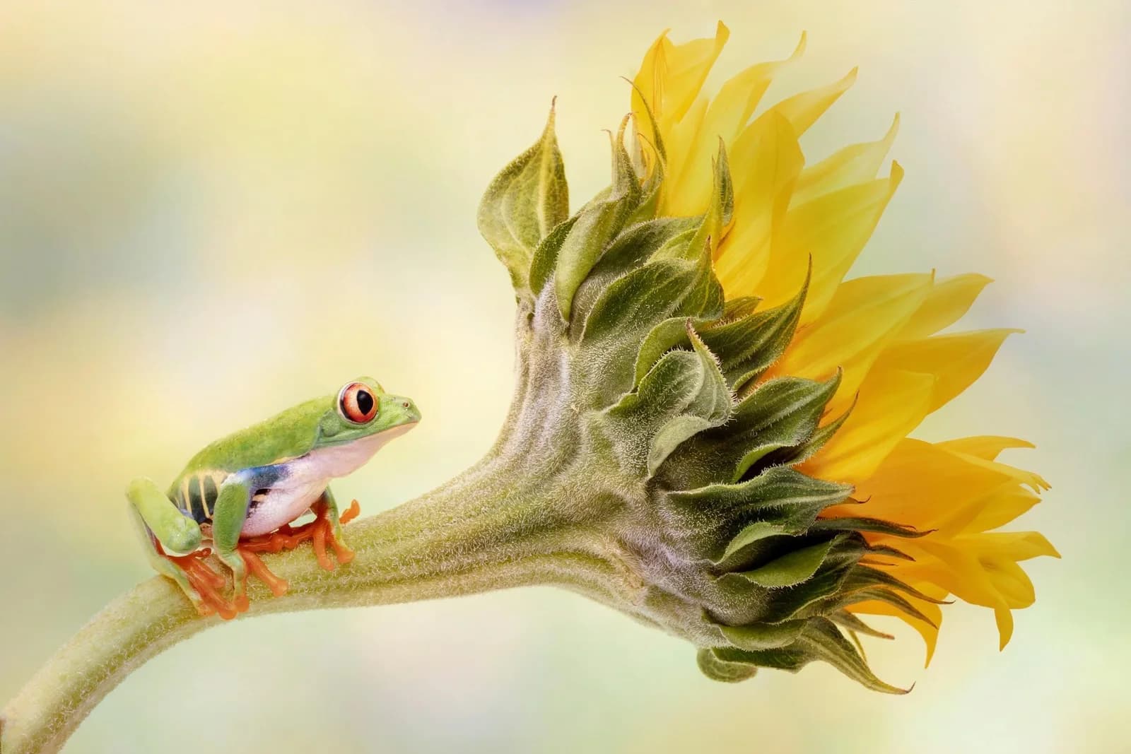 LINDA D LESTER Fototapete Roteräugiger Baumfrosch auf Sonnenblume