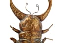 BOLTZE Wanddekoobjekt Hirschkäfer Antikgold Metall Deko Bild 3