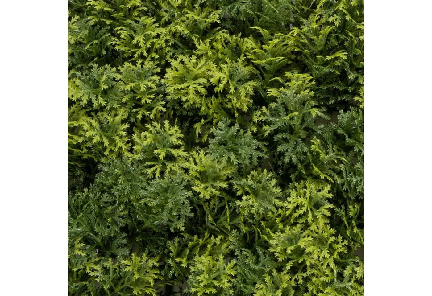 Kunstpflanze Pflanzenwand Houttuynia-Cordata Karat UV-beständig Grün - Bild 5