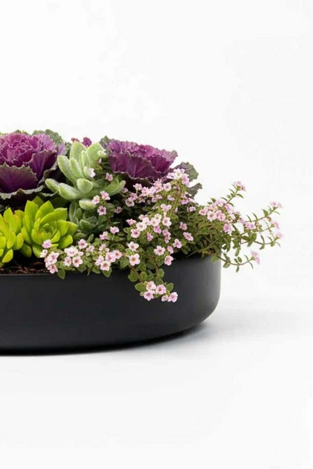 VIVANNO Pflanzschale Fiberglas Anthrazit Matt 30x5 cm - Bild 5