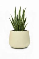 VIVANNO Blumentopf Fiberglas GIRAR Rund Vesuvbeige Matt Bild 5