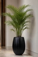 VIVANNO Blumentopf BALAO ARC Schwarz Matt Fiberglas Bild 3