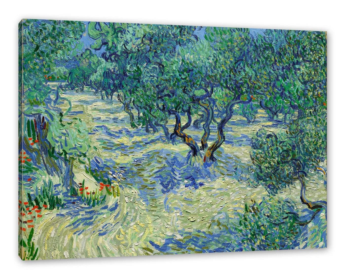 Pixxprint Leinwandbild Vincent Van Gogh Oliven-Feld - Bild 2